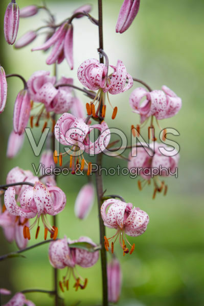 Lilium Purple Morning Lilium Purple Morning