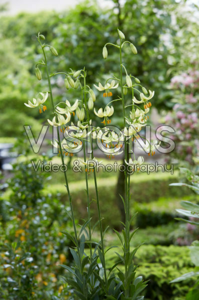 Lilium P329 JW23 Lilium P329 JW23