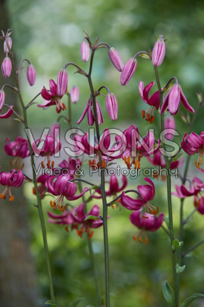 Lilium P323 JW13 Lilium P323 JW13