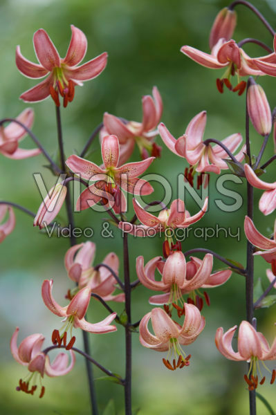 Lilium P322 JW12 Lilium P322 JW12