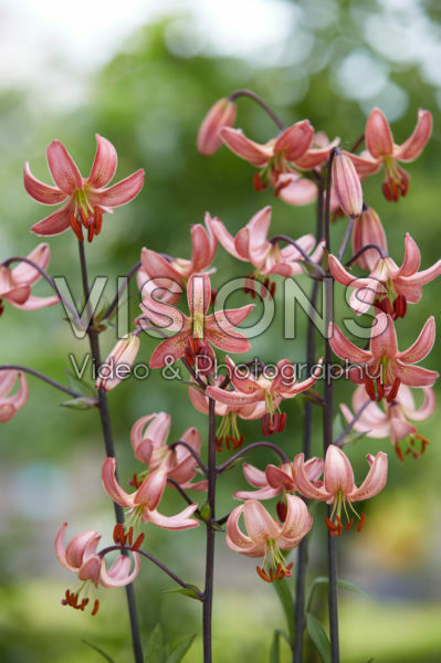 Lilium P322 JW12