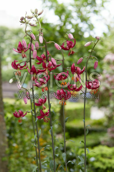 Lilium P320 JW10 Lilium P320 JW10