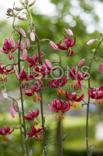 Lilium P320 JW10 Lilium P320 JW10