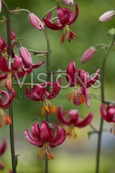 Lilium P320 JW10 Lilium P320 JW10
