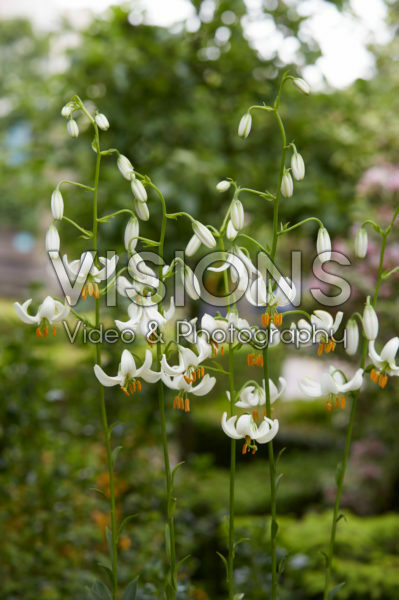 Lilium Snowy Morning Lilium Snowy Morning
