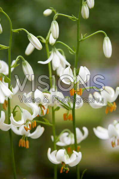 Lilium Snowy Morning Lilium Snowy Morning