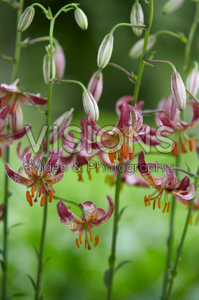 Lilium Alberta Morning Lilium Alberta Morning