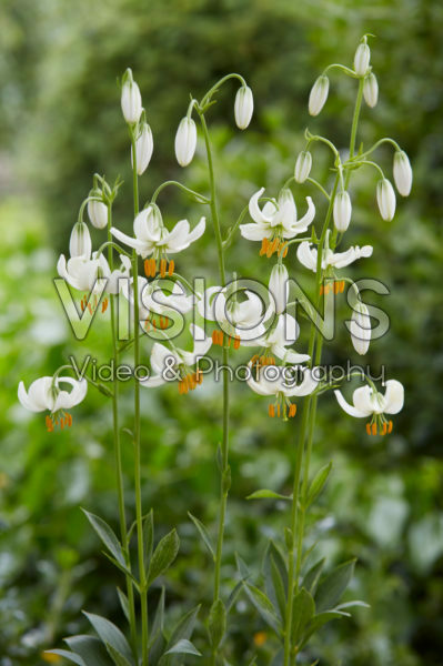 Lilium P328 JW19 Lilium P328 JW19