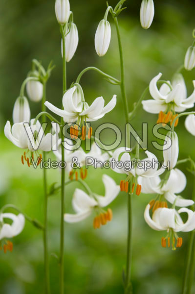 Lilium P328 JW19 Lilium P328 JW19