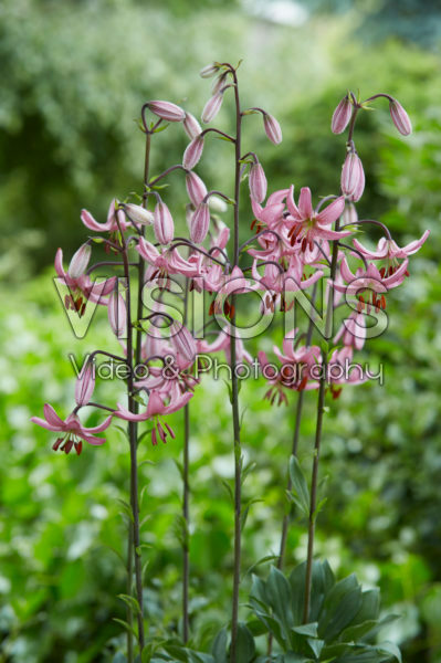 Lilium Candy Morning