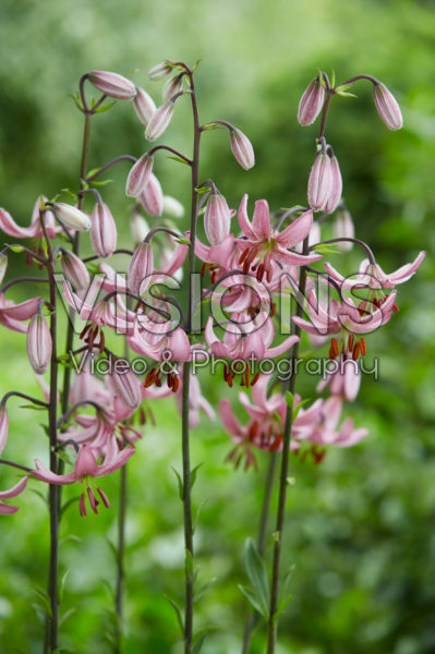 Lilium Candy Morning Lilium Candy Morning