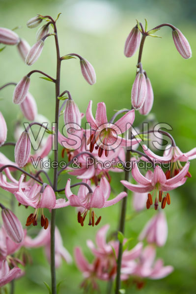 Lilium Candy Morning Lilium Candy Morning