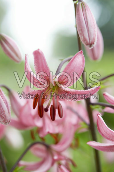 Lilium Candy Morning Lilium Candy Morning
