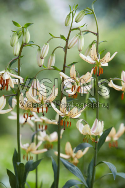 Lilium Albi Morning Lilium Albi Morning