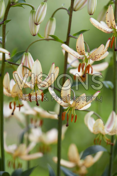 Lilium Albi Morning Lilium Albi Morning