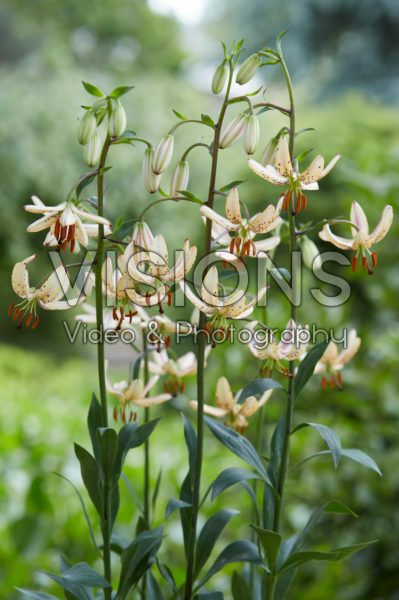 Lilium Albi Morning Lilium Albi Morning