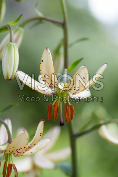 Lilium Albi Morning Lilium Albi Morning