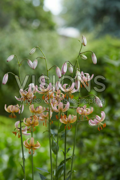 Lilium P311 JW1 Lilium P311 JW1