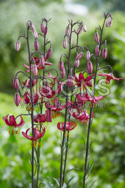 Lilium P325 DW16 Lilium P325 DW16