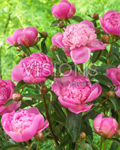 Paeonia Lady Anna Paeonia Lady Anna