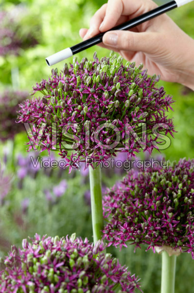 Allium Magic Allium Magic