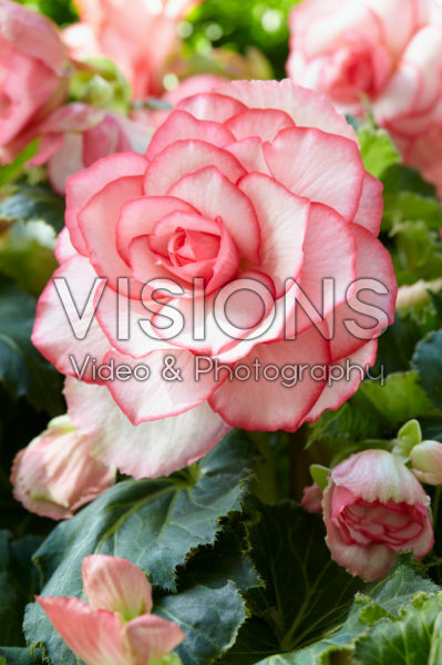 Begonia Bouton de Rose Begonia Bouton de Rose