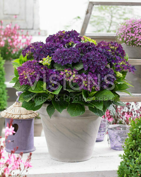 Hydrangea macrophylla Music Collection Deep Purple Dance® Hydrangea macrophylla Music Collection Deep Purple Dance®