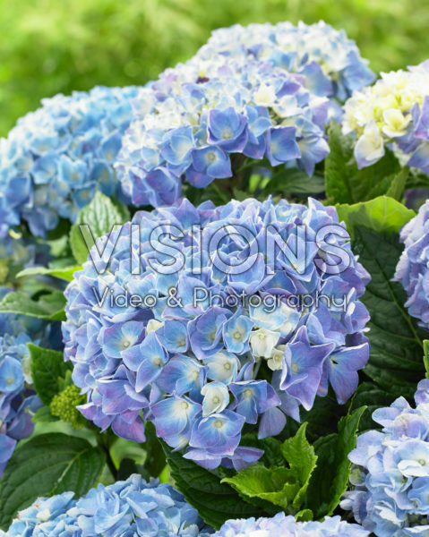 Hydrangea macrophylla Music Collection Blue Ballad® Hydrangea macrophylla Music Collection Blue Ballad®