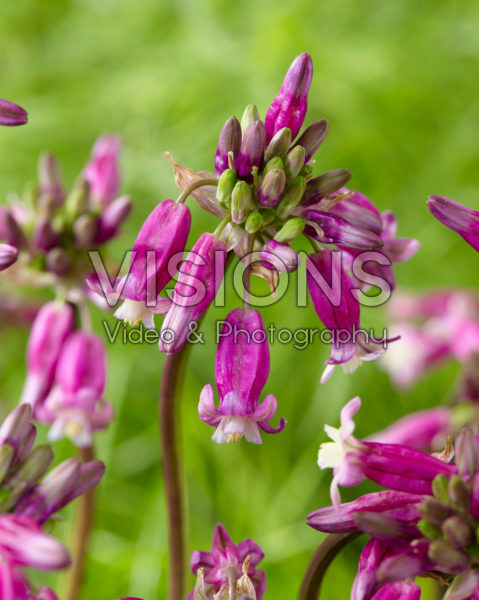 Dichelostemma Pink Diamond ® Dichelostemma Pink Diamond ®