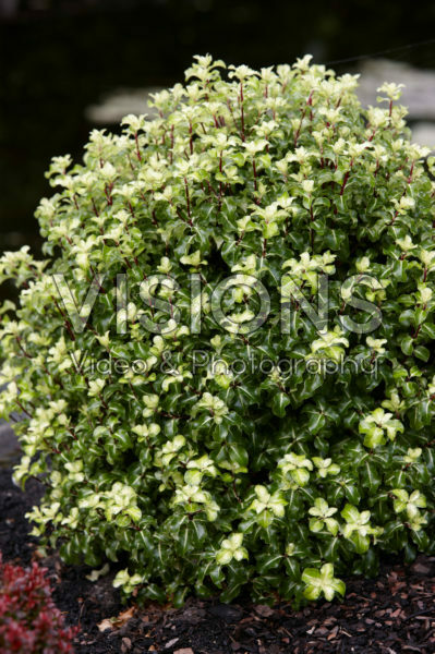 Pittosporum tenuifolium Gold Star Pittosporum tenuifolium Gold Star