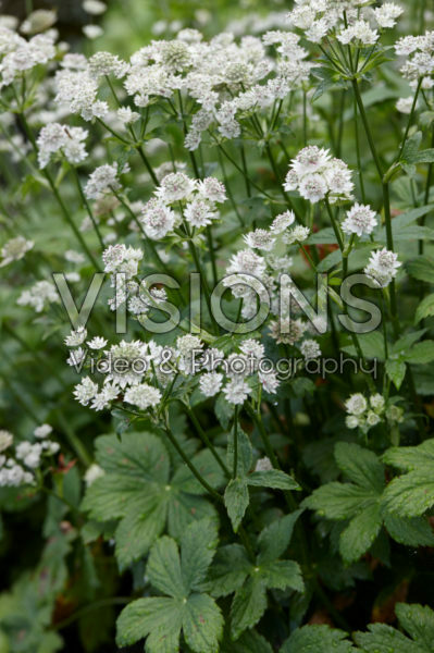 Astrantia major Star Of Royals Astrantia major Star Of Royals