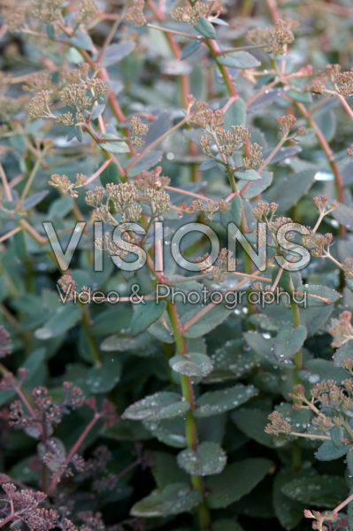 Sedum Orange Xenox Sedum Orange Xenox