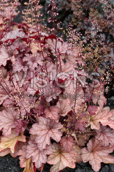 Heuchera Indian Summer Coral Berry Heuchera Indian Summer Coral Berry