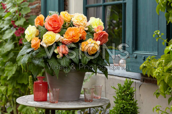 Begonia Pastel compacta mix Begonia Pastel compacta mix