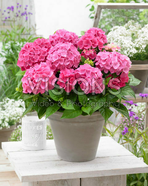 Hydrangea macrophylla Music Collection Pink Punk® Hydrangea macrophylla Music Collection Pink Punk®