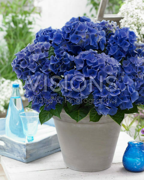 Hydrangea macrophylla Music Collection Blue Boogiewoogie® Hydrangea macrophylla Music Collection Blue Boogiewoogie®