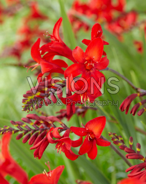 Crocosmia Firestars Diablo Crocosmia Firestars Diablo