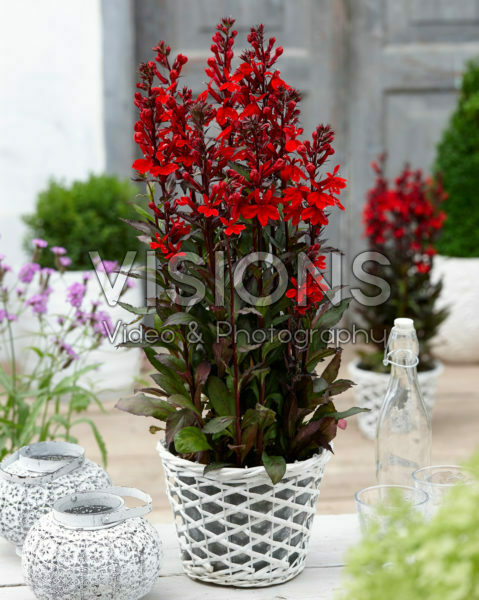 Lobelia x speciosa Scarlet Princess Lobelia x speciosa Scarlet Princess