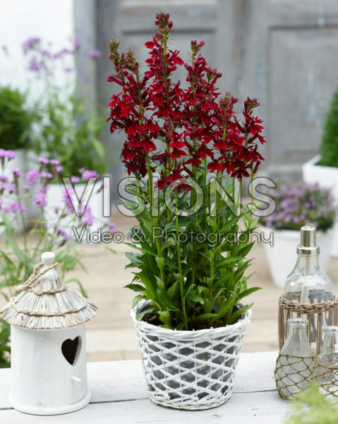 Lobelia x speciosa Crimson Princess Lobelia x speciosa Crimson Princess