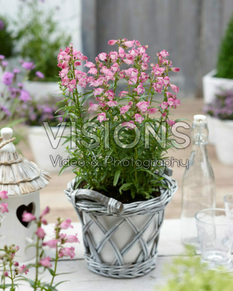 Penstemon Carillo Rose Penstemon Carillo Rose