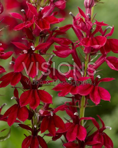 Lobelia x speciosa Crimson Princess Lobelia x speciosa Crimson Princess