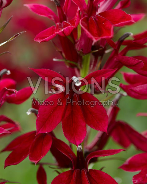 Lobelia x speciosa Crimson Princess Lobelia x speciosa Crimson Princess