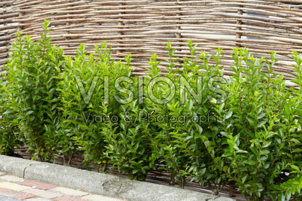Ligustrum ovalifolium Green Diamond | Visions Pictures