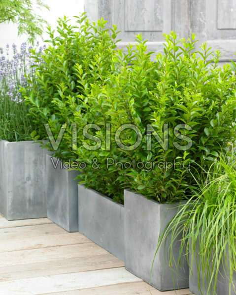 Ligustrum ovalifolium Green Diamond | Visions Pictures