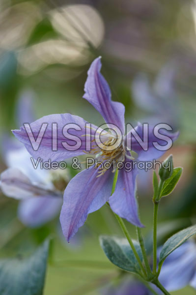 Clematis Blue River