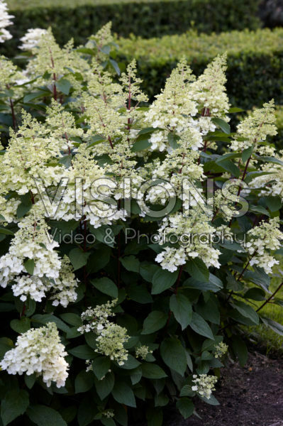 Hydrangea paniculata Candlelight® Hydrangea paniculata Candlelight®