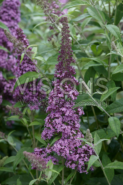 Buddleia Butterfly Pink