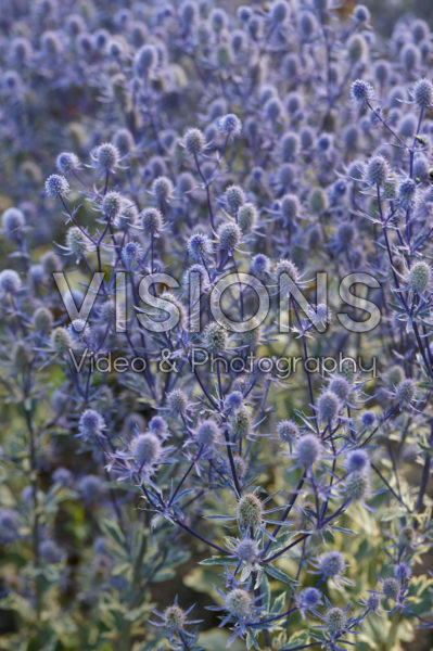 Eryngium planum Jade Frost Eryngium planum Jade Frost