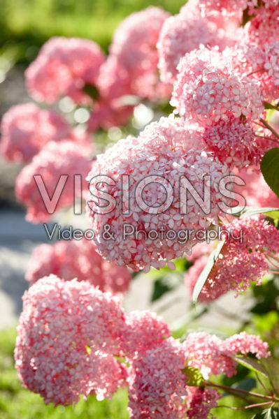 Hydrangea arborescens Pink Annabelle® Hydrangea arborescens Pink Annabelle®