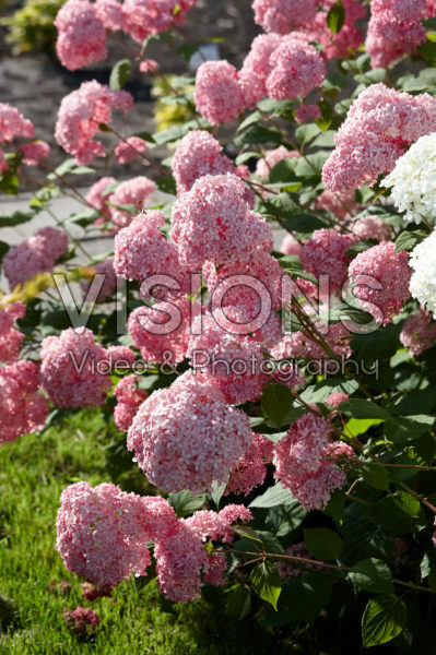 Hydrangea arborescens Pink Annabelle®